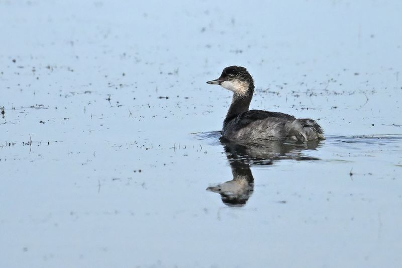 Black-necked Grebe (Podiceps nigricollis)