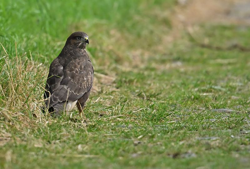 Common Buzzard (Buteo buteo) 