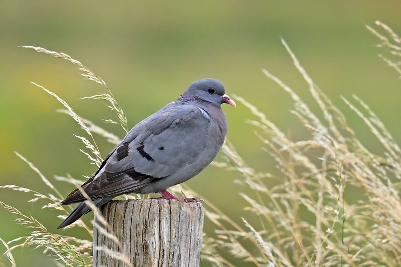 Stock Dove (Columba oenas)