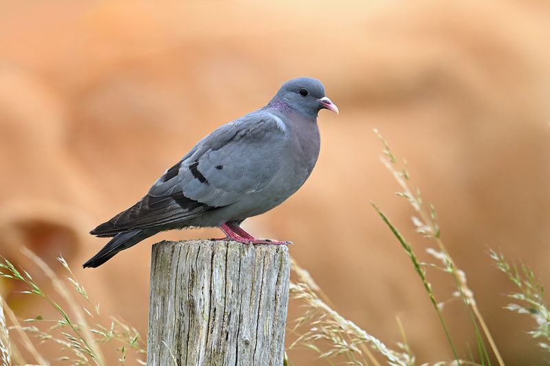 Gallery Stock Dove