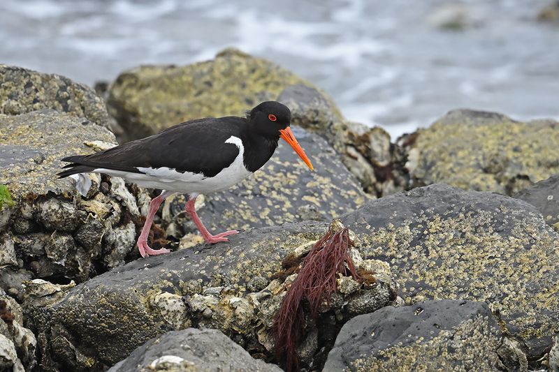 Eurasian Oystercatcher (Haematopus ostralegus)