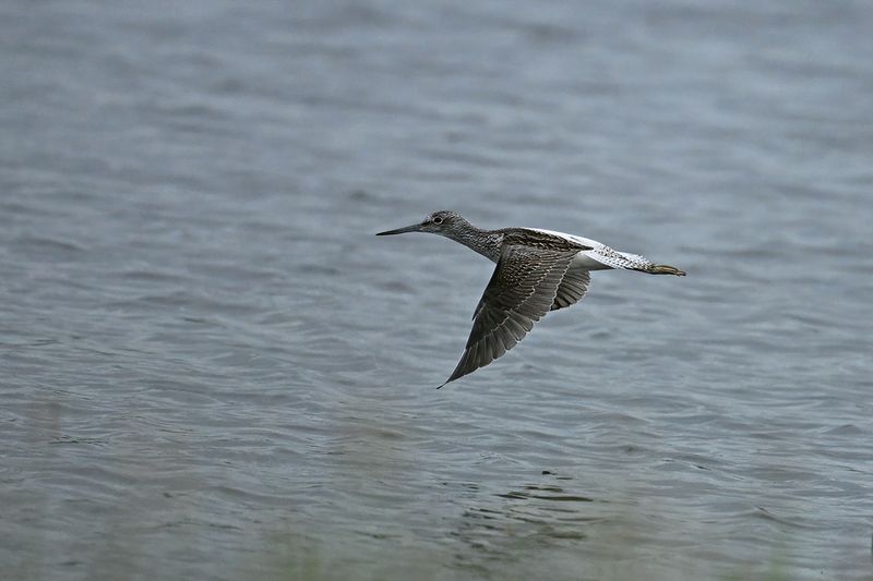 Common Greenshank (Tringa nebularia)