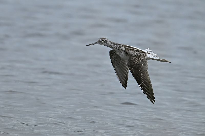 Common Greenshank (Tringa nebularia)