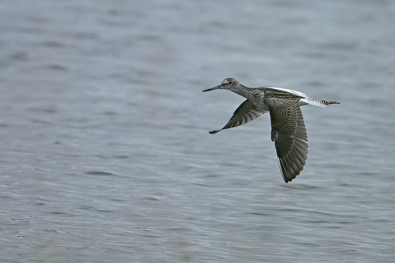 Common Greenshank (Tringa nebularia)