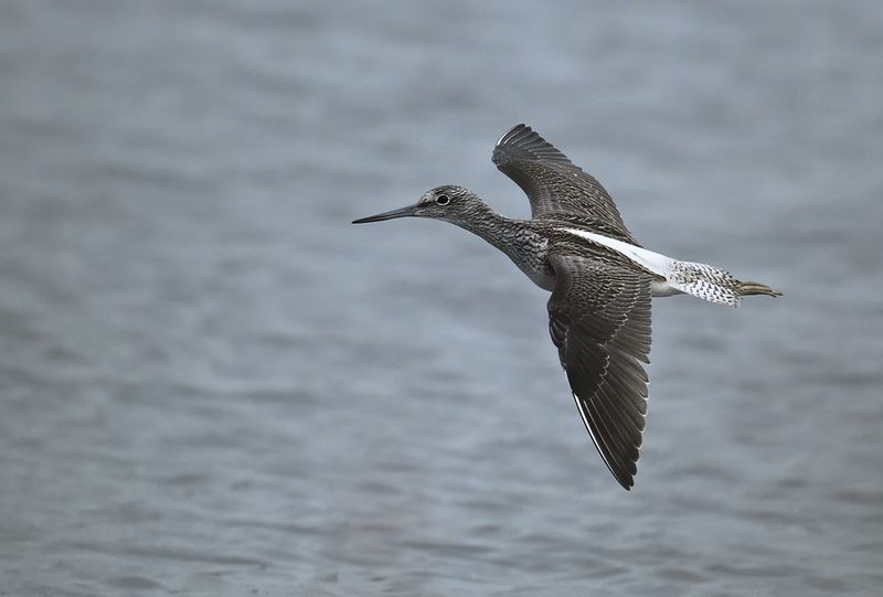 Common Greenshank (Tringa nebularia)