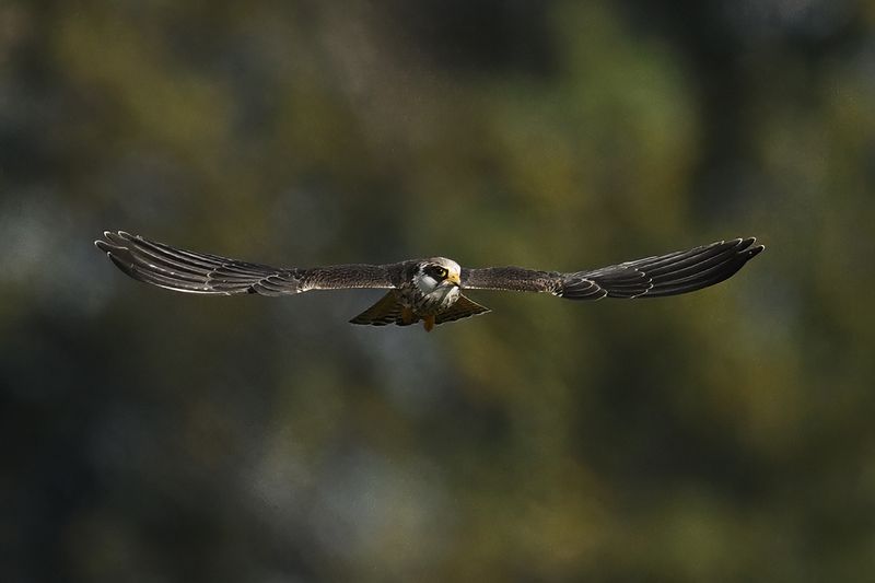 Red Footed Falcon (Falco vespertinus)