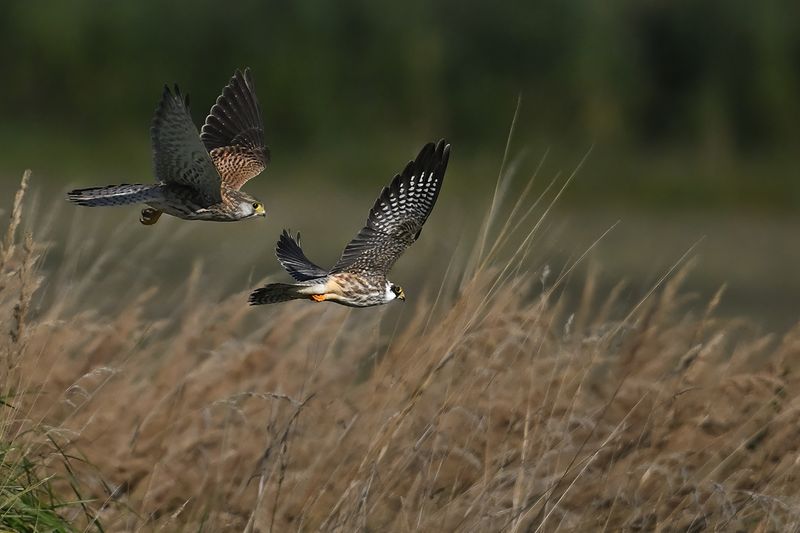 Falcons