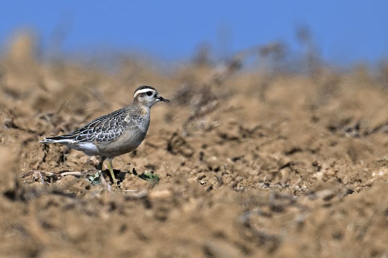 Eurasian dotterel (Eudromias morinellus)