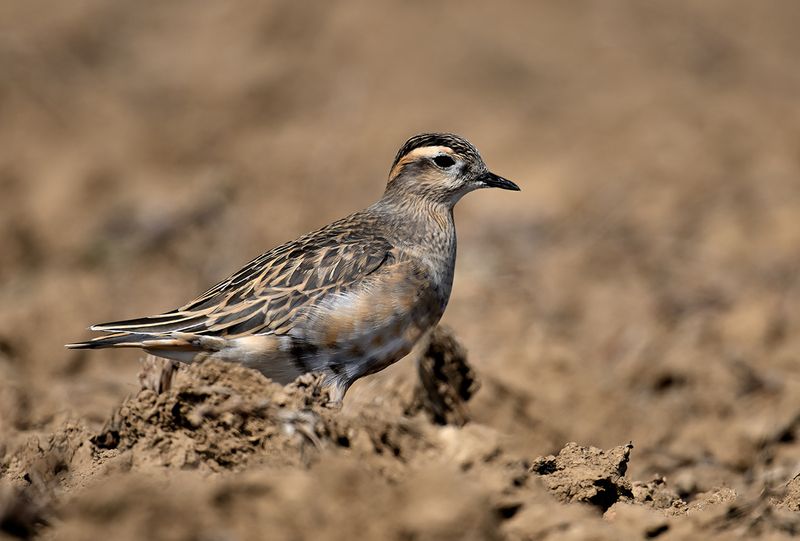 Eurasian dotterel (Eudromias morinellus)
