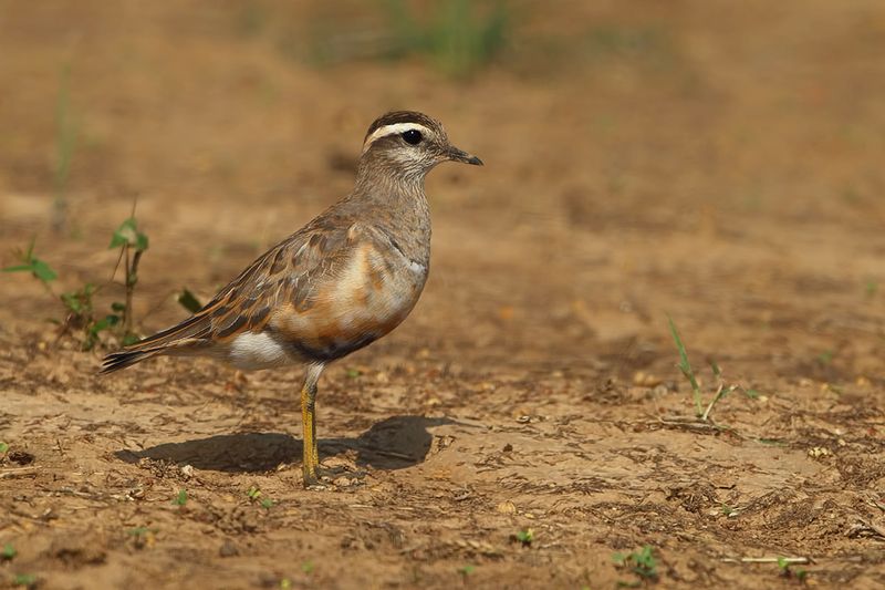 Eurasian dotterel (Eudromias morinellus)
