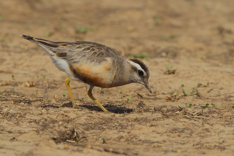 Eurasian dotterel (Eudromias morinellus)