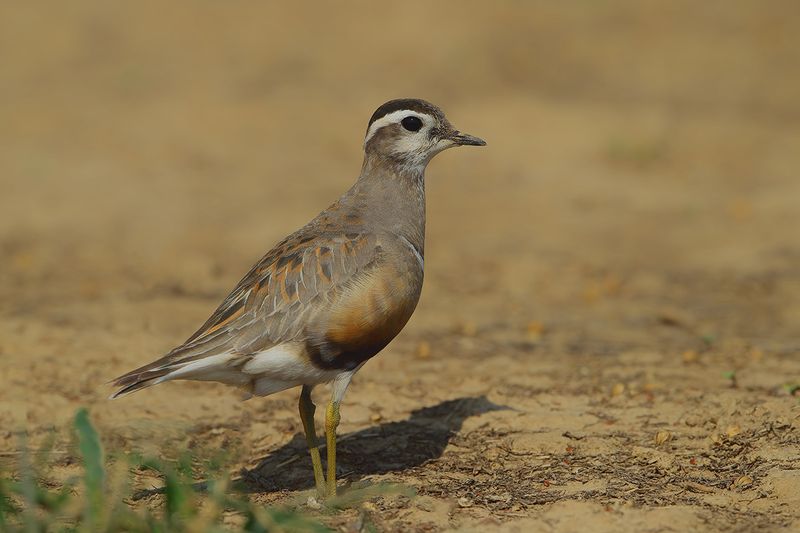 Gallery Dotterel