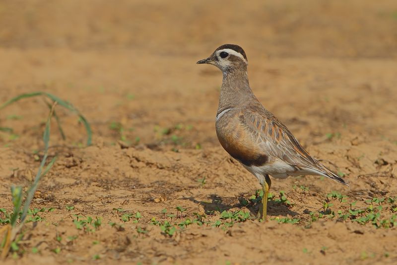 Eurasian dotterel (Eudromias morinellus)
