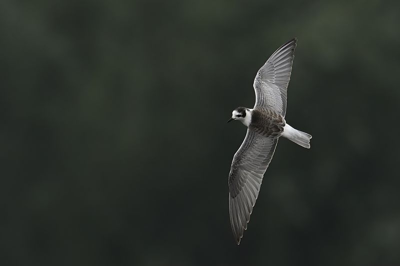 White-winged Tern (Chlidonias leucopterus)