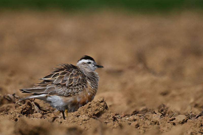 Eurasian dotterel (Eudromias morinellus)