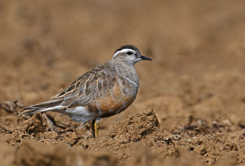 Eurasian dotterel (Eudromias morinellus)