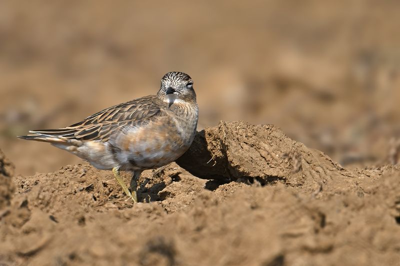 Eurasian dotterel (Eudromias morinellus)