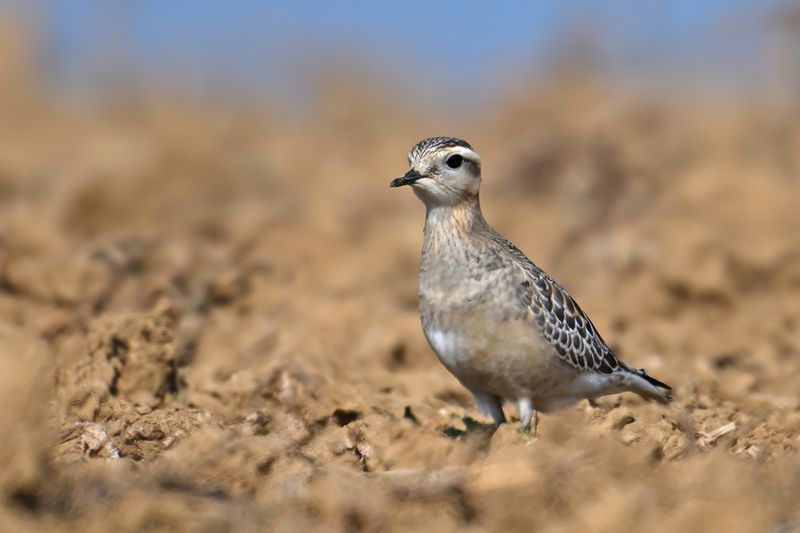 Eurasian dotterel (Eudromias morinellus)