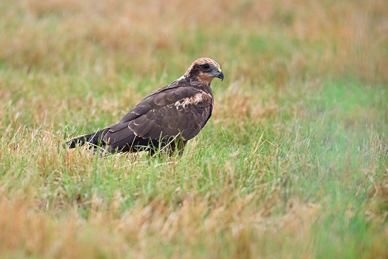 Western Marsh Harrier (Circus aeruginosus)