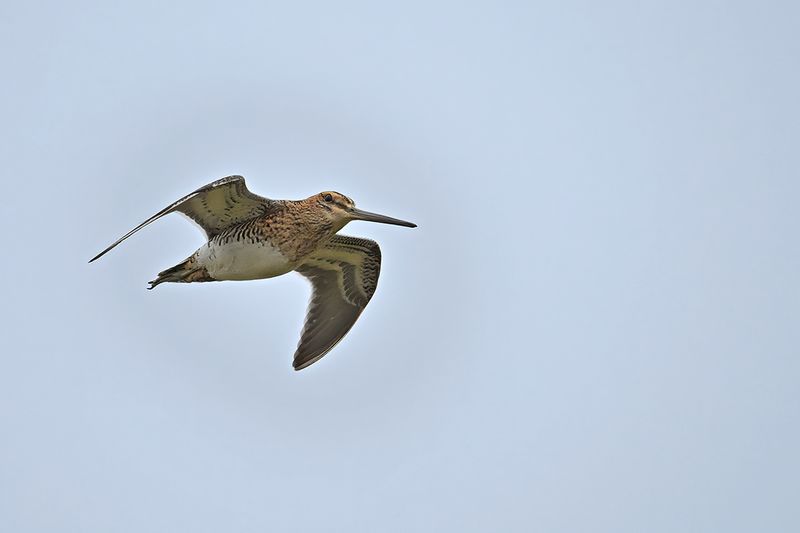 Common Snipe (Gallinago gallinago)