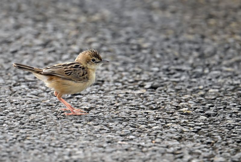 Zitting Cisticola - (Cisticola juncidis)