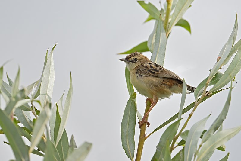 Zitting Cisticola - (Cisticola juncidis)