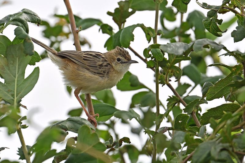 Zitting Cisticola - (Cisticola juncidis)