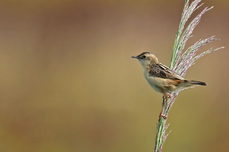 Zitting Cisticola - (Cisticola juncidis)