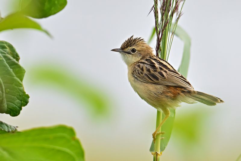 Zitting Cisticola - (Cisticola juncidis)