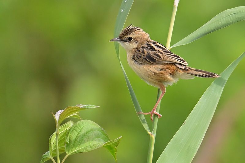 Zitting Cisticola - (Cisticola juncidis)