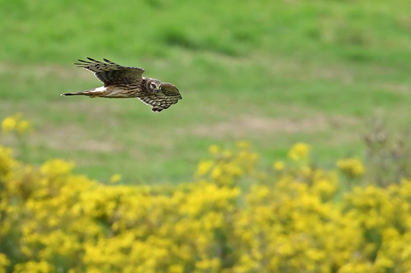 Hen Harrier (Circus cyaneus)