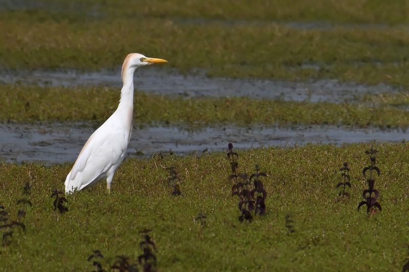 Cattle Egret (Ardea ibis)