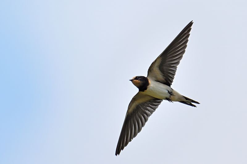 Barn Swallow (Hirundo rustica)