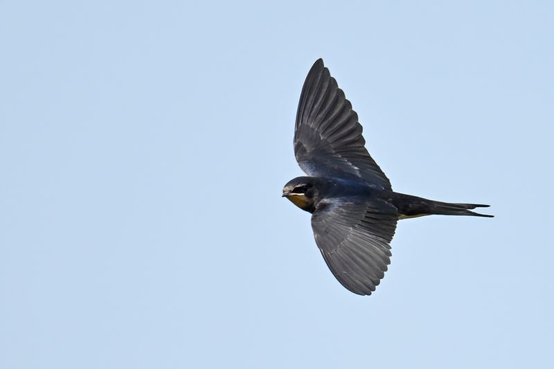 Barn Swallow (Hirundo rustica)