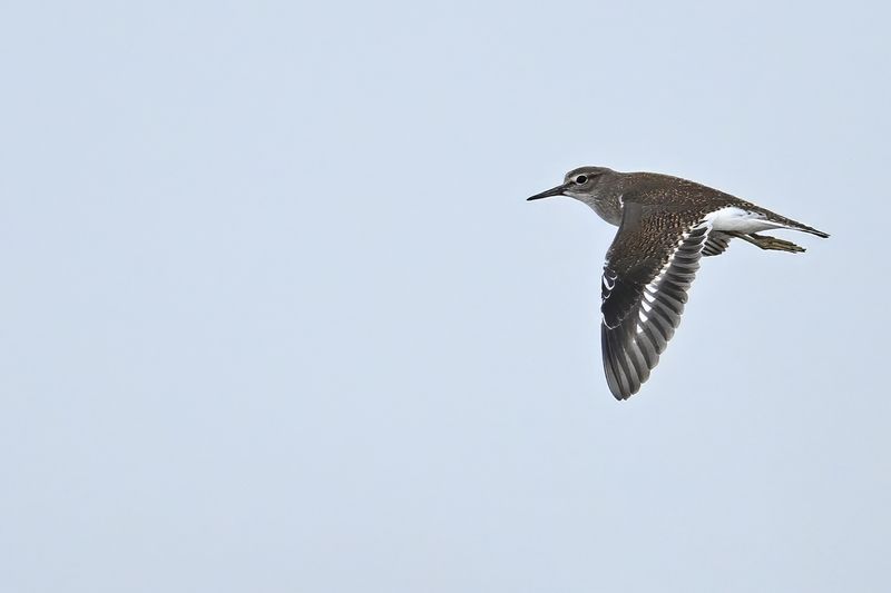 Common Sandpiper (Actitis hypoleucos)