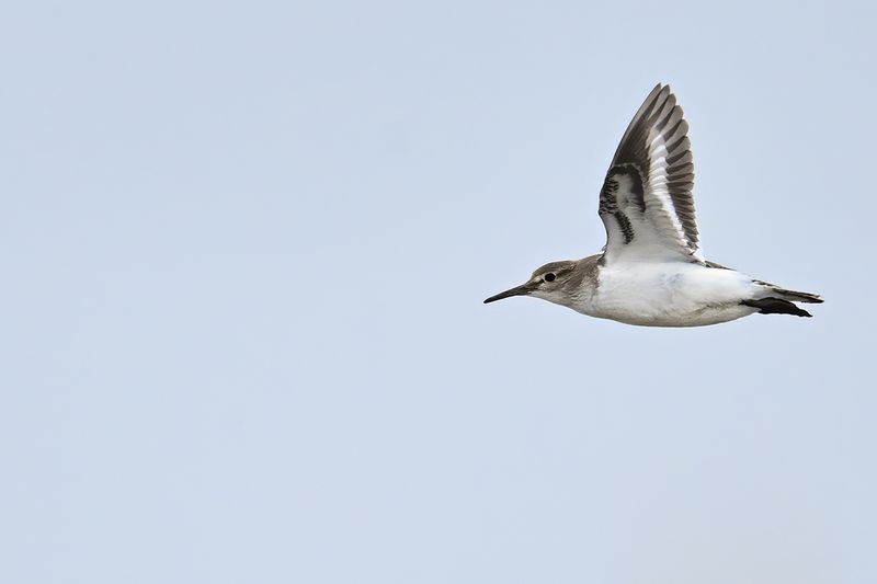 Common Sandpiper (Actitis hypoleucos)