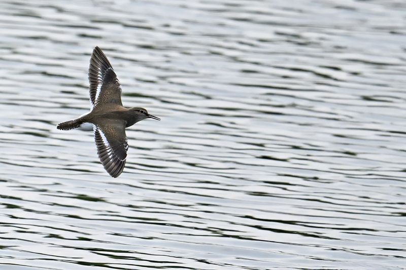 Common Sandpiper (Actitis hypoleucos)