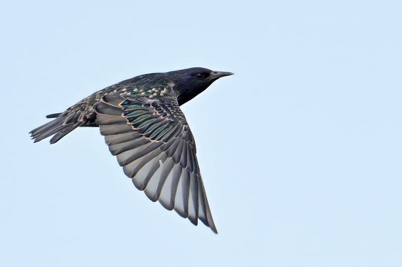European Starling (Sturnus vulgaris)