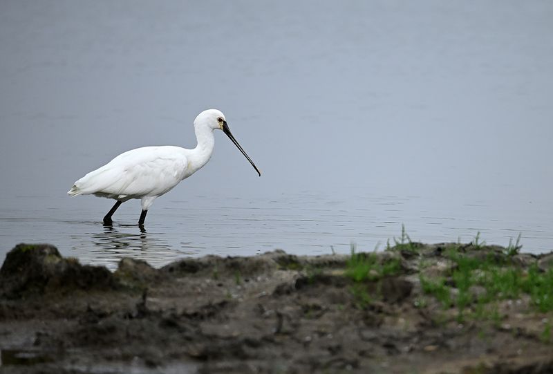 Eurasian Spoonbill (Platalea leucorodia)
