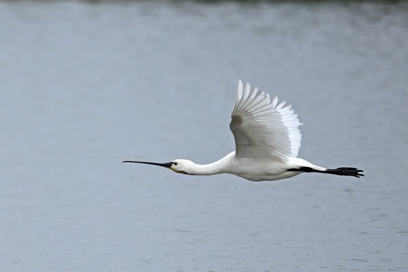 Eurasian Spoonbill (Platalea leucorodia)