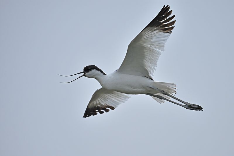 Pied avocet (Recurvirostra avosetta)