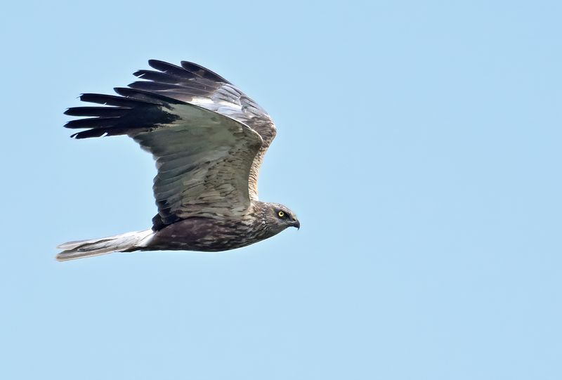 Western Marsh Harrier (Circus aeruginosus)