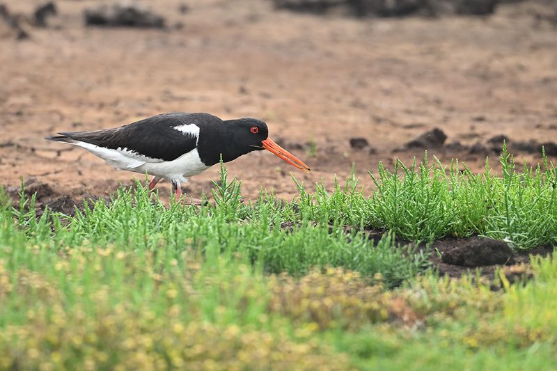Eurasian Oystercatcher (Haematopus ostralegus)