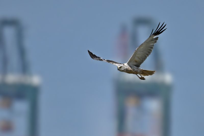 Western Marsh Harrier (Circus aeruginosus)