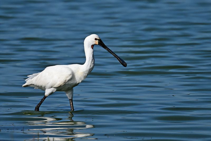 Eurasian Spoonbill (Platalea leucorodia)