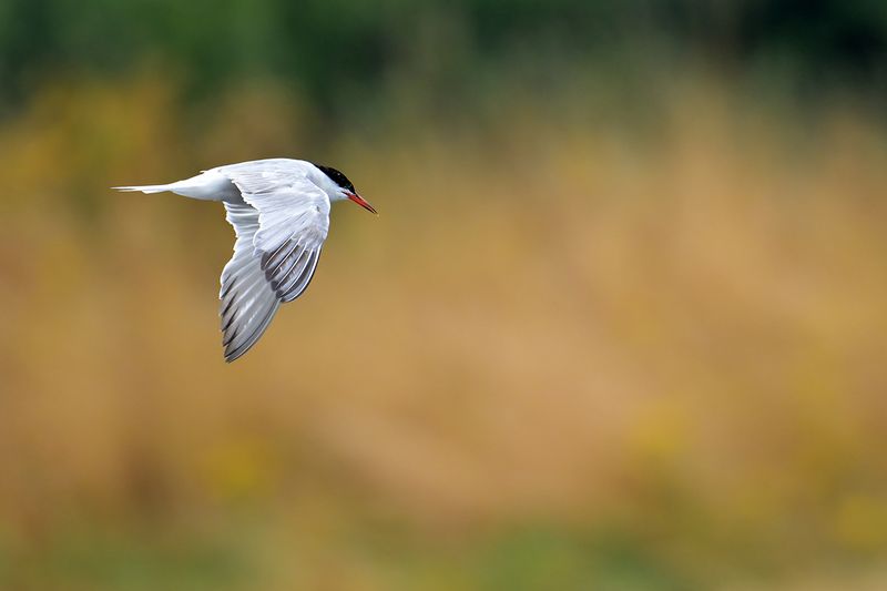 Common Tern (Sterna hirundo)