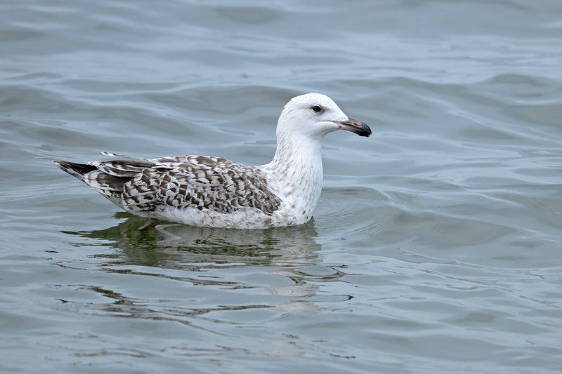 Great Black Backed Gull (Larus marinus)