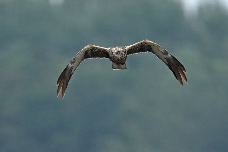 Western Marsh Harrier (Circus aeruginosus)