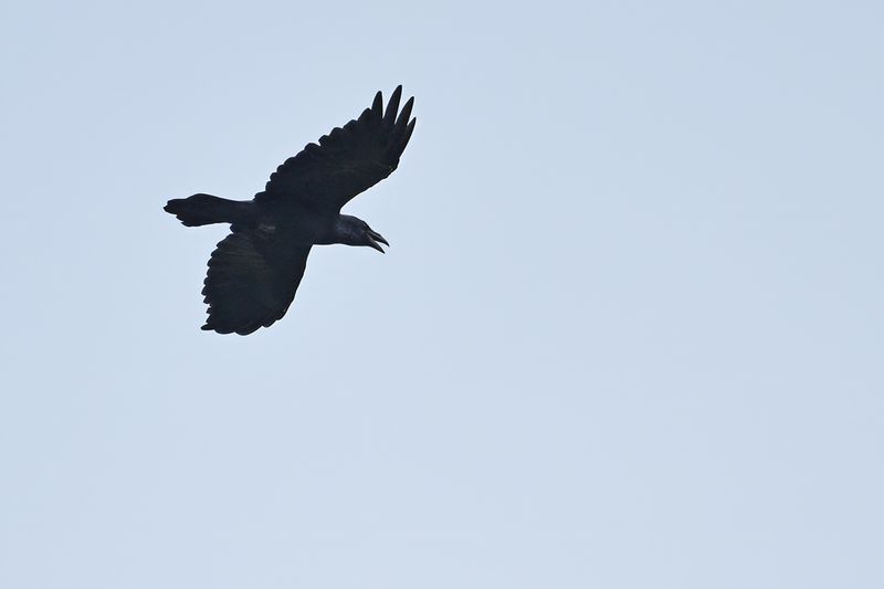 Northern Raven (Corvus corax)