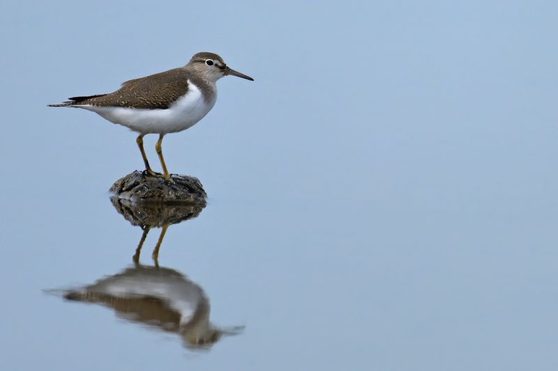 Common Sandpiper (Actitis hypoleucos)
